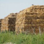 Аграрии Дагестана заготовили к зиме почти полмиллиона тонн кормов
