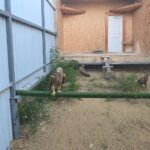 В Дагестане спасли двух краснокнижных степных орлов