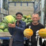 Урожай арбузов в Дагестане достиг отметки в 100 тысяч тонн